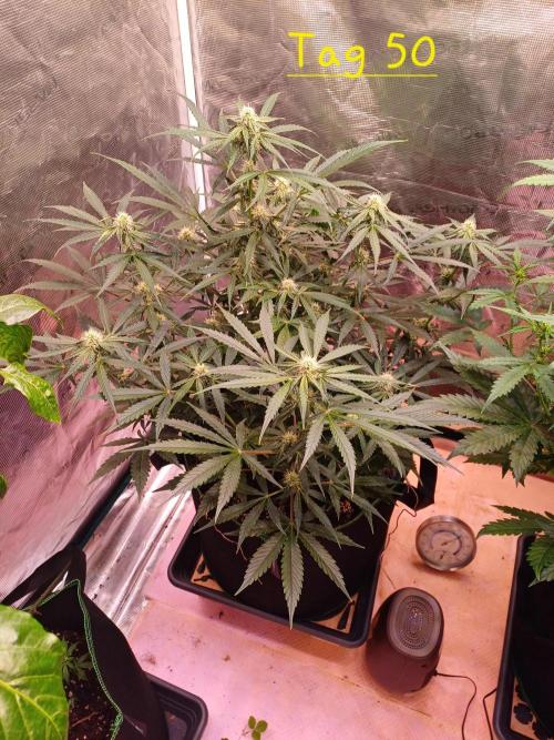 Pineapple Express F1 (Zamnesia Seeds). Week 6