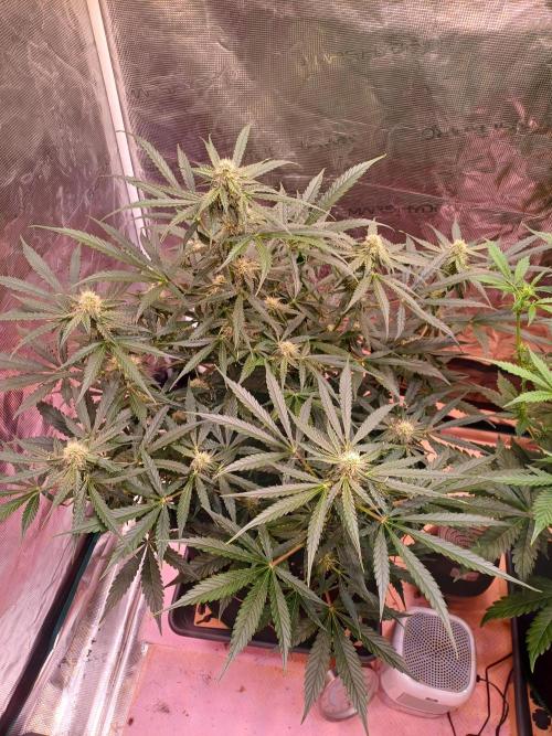 Pineapple Express F1 (Zamnesia Seeds). Week 6