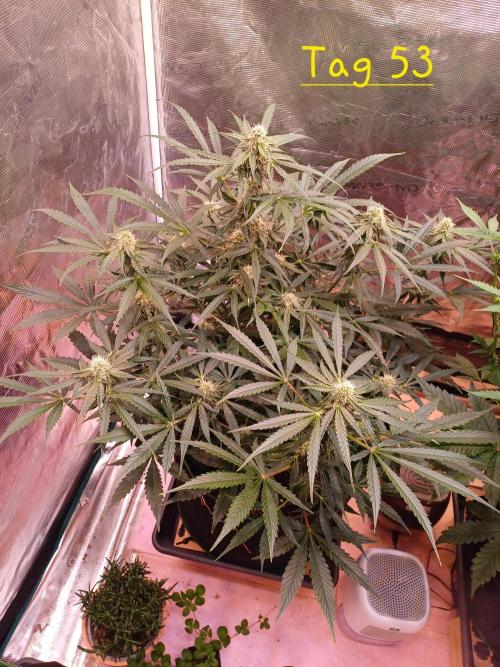 Pineapple Express F1 (Zamnesia Seeds). Week 6