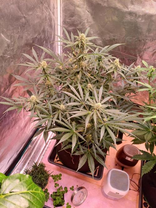 Pineapple Express F1 (Zamnesia Seeds). Week 6