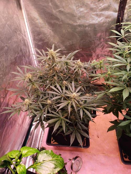 Pineapple Express F1 (Zamnesia Seeds). Week 6