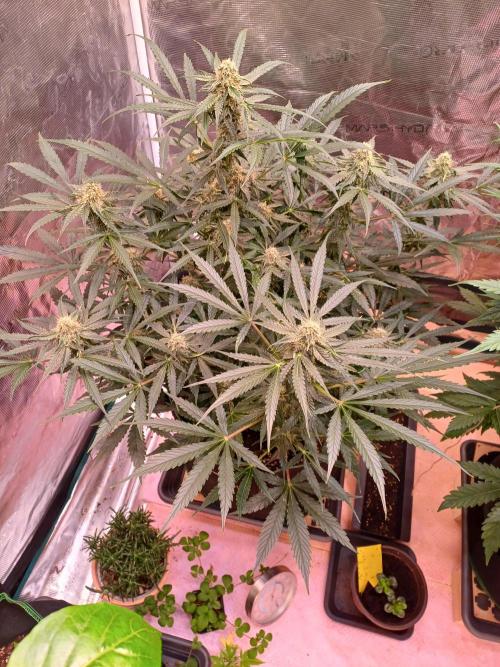 Pineapple Express F1 (Zamnesia Seeds). Week 7