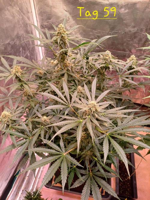 Pineapple Express F1 (Zamnesia Seeds). Week 7