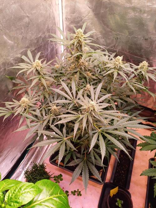 Pineapple Express F1 (Zamnesia Seeds). Week 7
