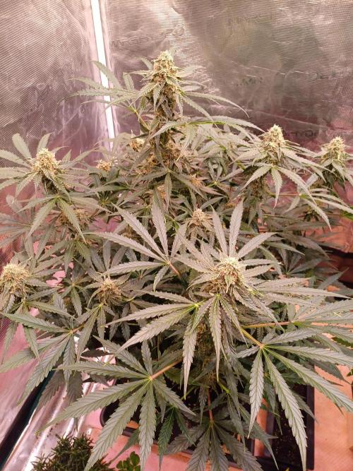 Pineapple Express F1 (Zamnesia Seeds). Week 7