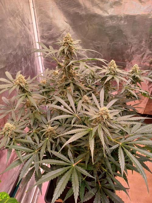 Pineapple Express F1 (Zamnesia Seeds). Week 7