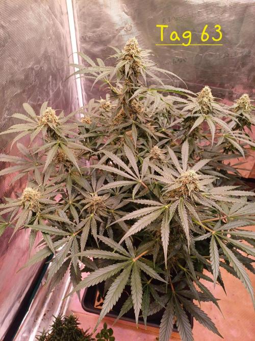 Pineapple Express F1 (Zamnesia Seeds). Week 8