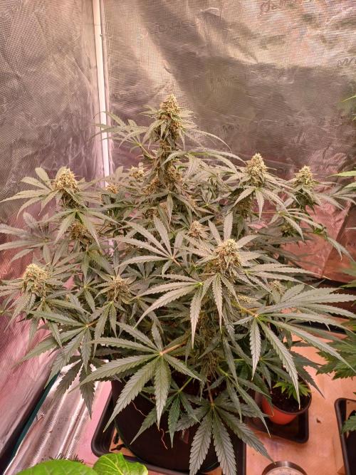 Pineapple Express F1 (Zamnesia Seeds). Week 8