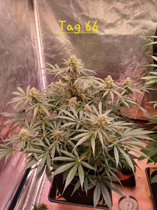 Pineapple Express F1 (Zamnesia Seeds). Week 8