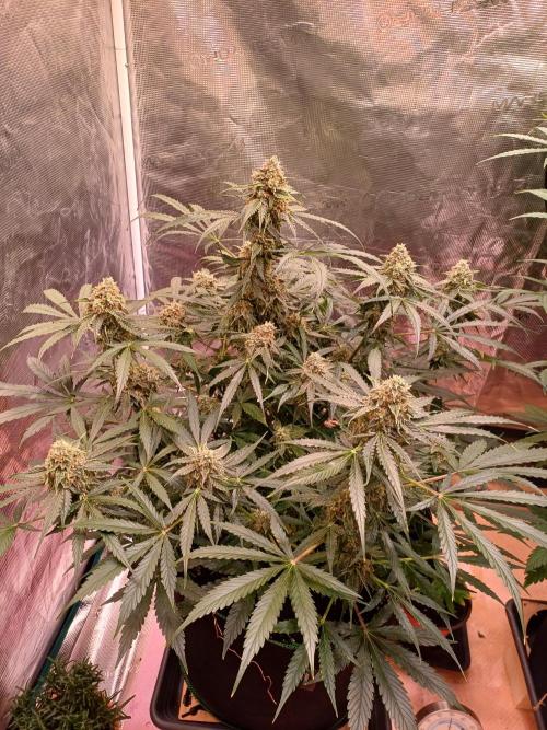 Pineapple Express F1 (Zamnesia Seeds). Week 8