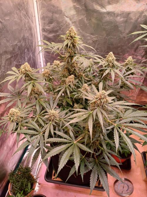 Pineapple Express F1 (Zamnesia Seeds). Week 9