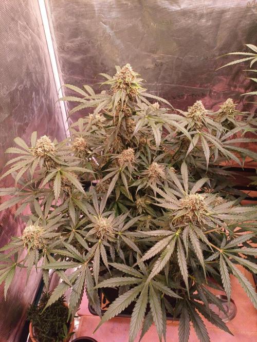 Pineapple Express F1 (Zamnesia Seeds). Week 9