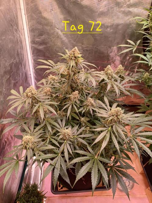 Pineapple Express F1 (Zamnesia Seeds). Week 9