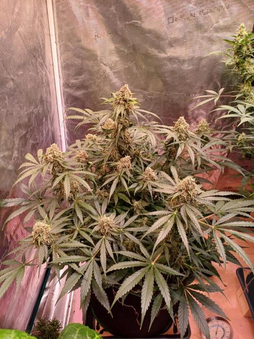 Pineapple Express F1 (Zamnesia Seeds). Week 9