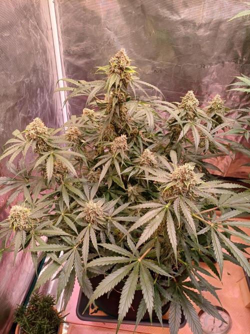 Pineapple Express F1 (Zamnesia Seeds). Week 9