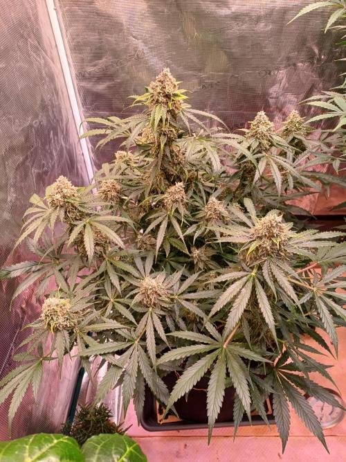 Pineapple Express F1 (Zamnesia Seeds). Week 9