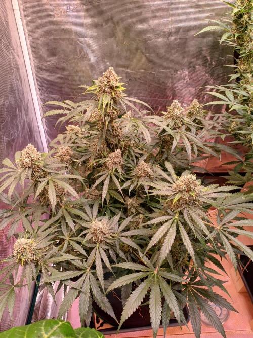 Pineapple Express F1 (Zamnesia Seeds). Week 10