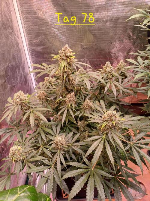 Pineapple Express F1 (Zamnesia Seeds). Week 10