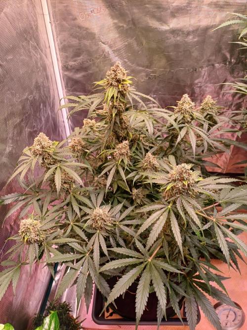 Pineapple Express F1 (Zamnesia Seeds). Week 10