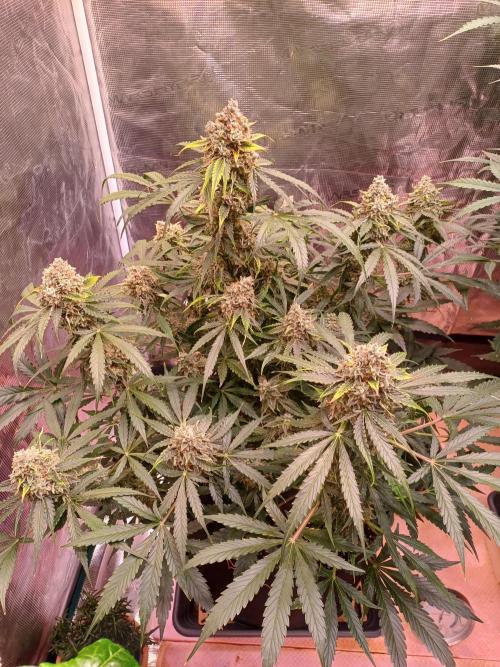 Pineapple Express F1 (Zamnesia Seeds). Week 10