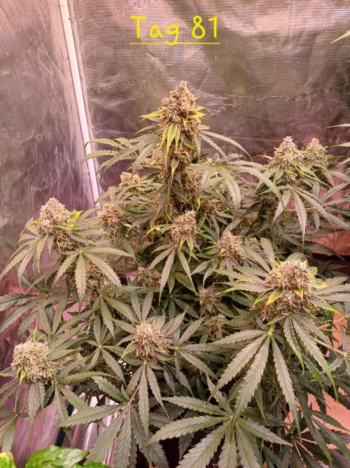 Pineapple Express F1 (Zamnesia Seeds). Week 10