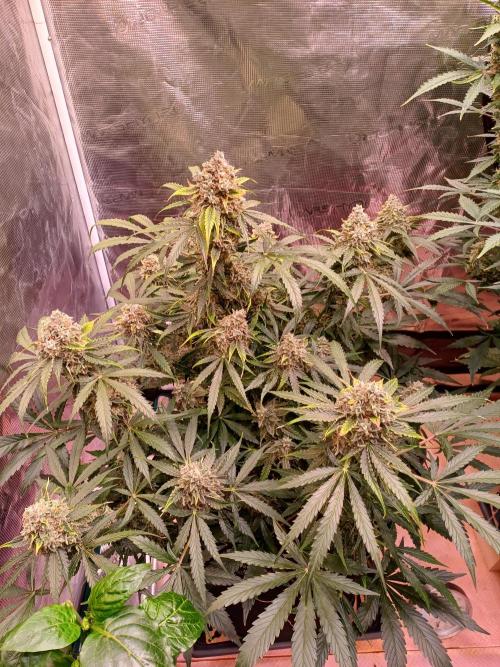 Pineapple Express F1 (Zamnesia Seeds). Week 10