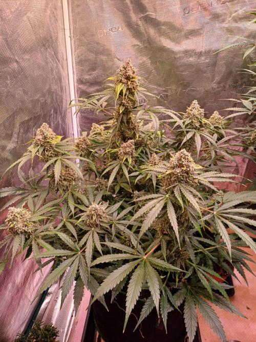 Pineapple Express F1 (Zamnesia Seeds). Week 10