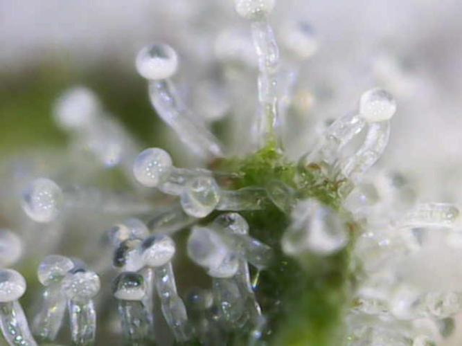 Pineapple Express F1 (Zamnesia Seeds). Week 10