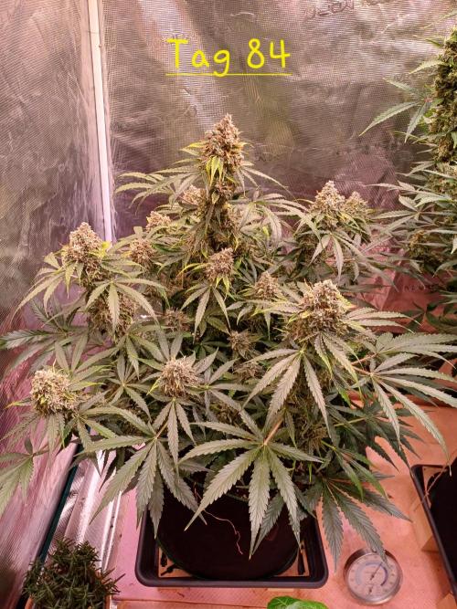 Pineapple Express F1 (Zamnesia Seeds). Week 11