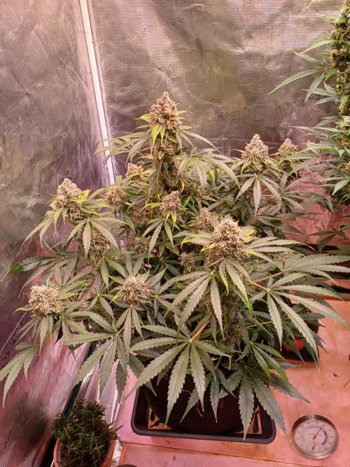 Pineapple Express F1 (Zamnesia Seeds). Week 11