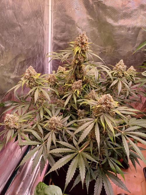 Pineapple Express F1 (Zamnesia Seeds). Week 11