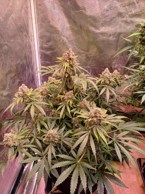 Pineapple Express F1 (Zamnesia Seeds). Week 11