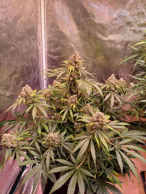 Pineapple Express F1 (Zamnesia Seeds). Week 11