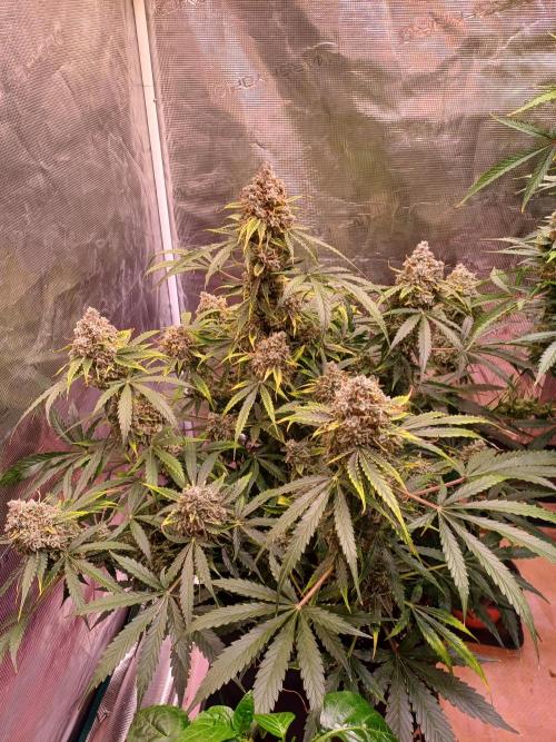 Pineapple Express F1 (Zamnesia Seeds). Week 12