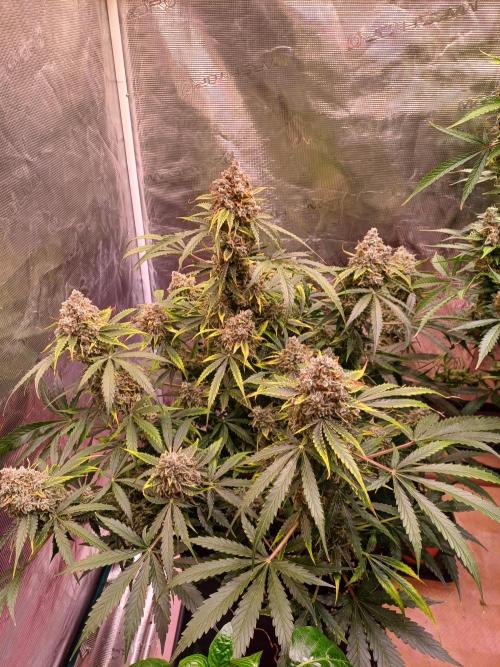 Pineapple Express F1 (Zamnesia Seeds). Week 12
