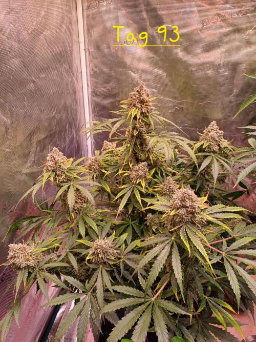 Pineapple Express F1 (Zamnesia Seeds). Week 12