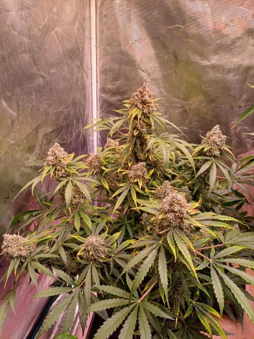 Pineapple Express F1 (Zamnesia Seeds). Week 12