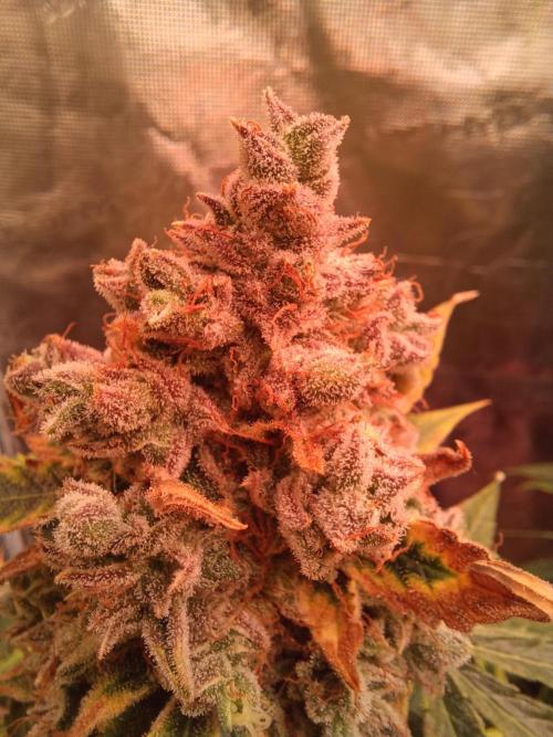 Pineapple Express F1 (Zamnesia Seeds). Week 12