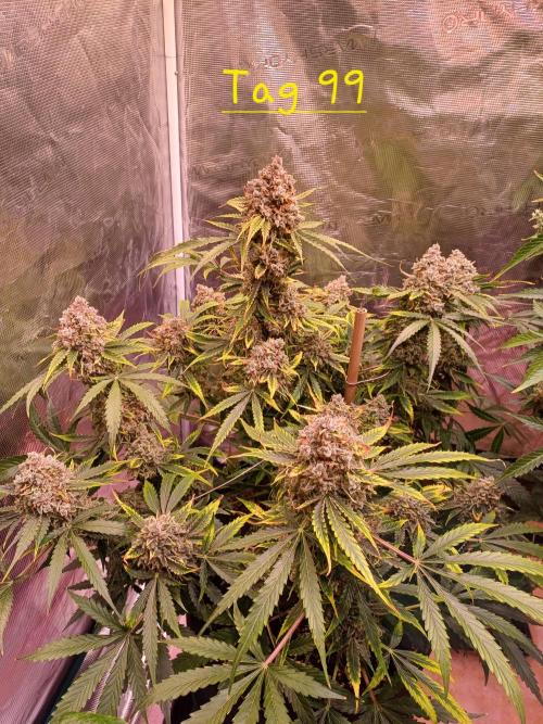 Pineapple Express F1 (Zamnesia Seeds). Week 13