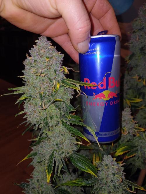 Pineapple Express F1 (Zamnesia Seeds). Week 13