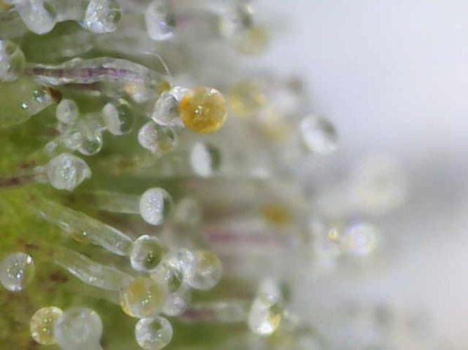 Pineapple Express F1 (Zamnesia Seeds). Week 13