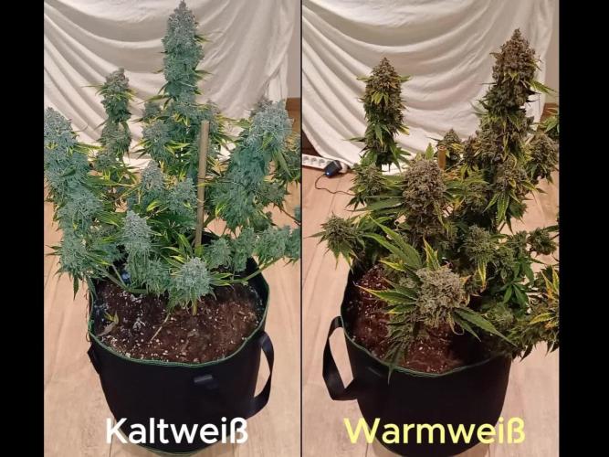 Pineapple Express F1 (Zamnesia Seeds)