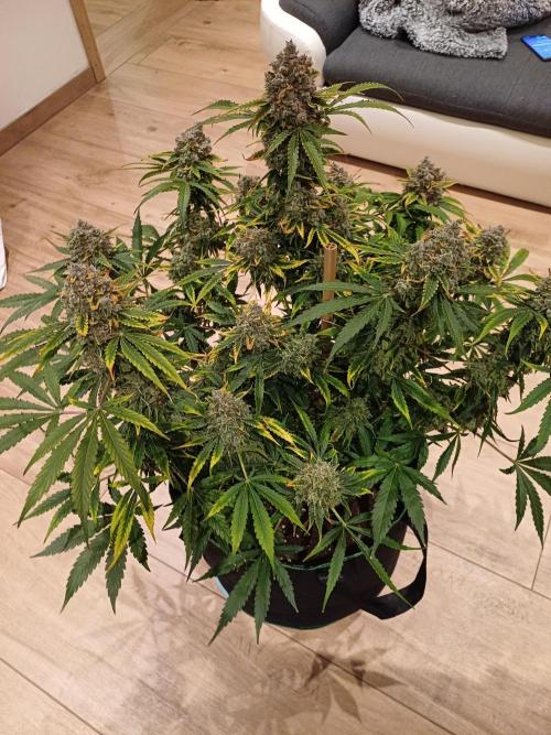 Pineapple Express F1 (Zamnesia Seeds). Week 13