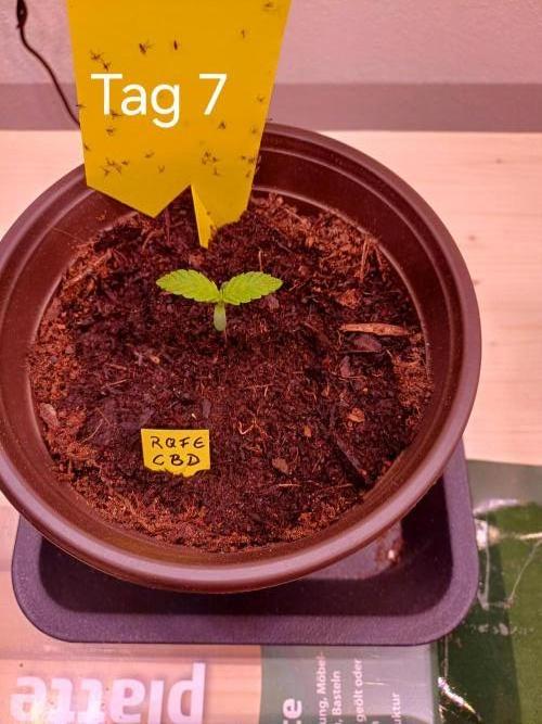 TaranTula. Week 0 - Tag7