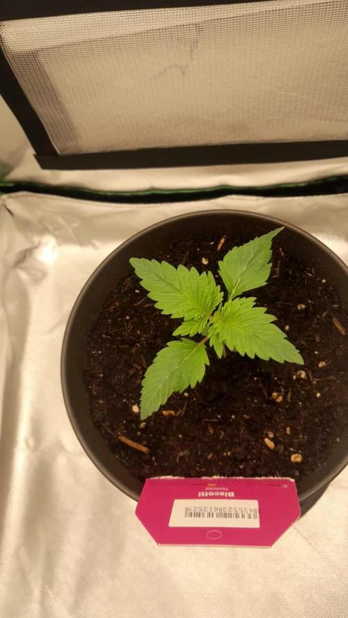 Boscotti Strain