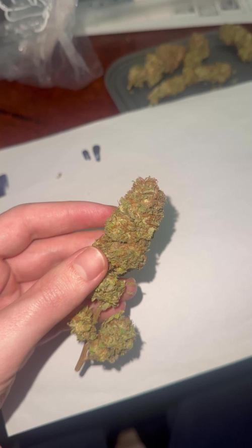 Amnesia Pro