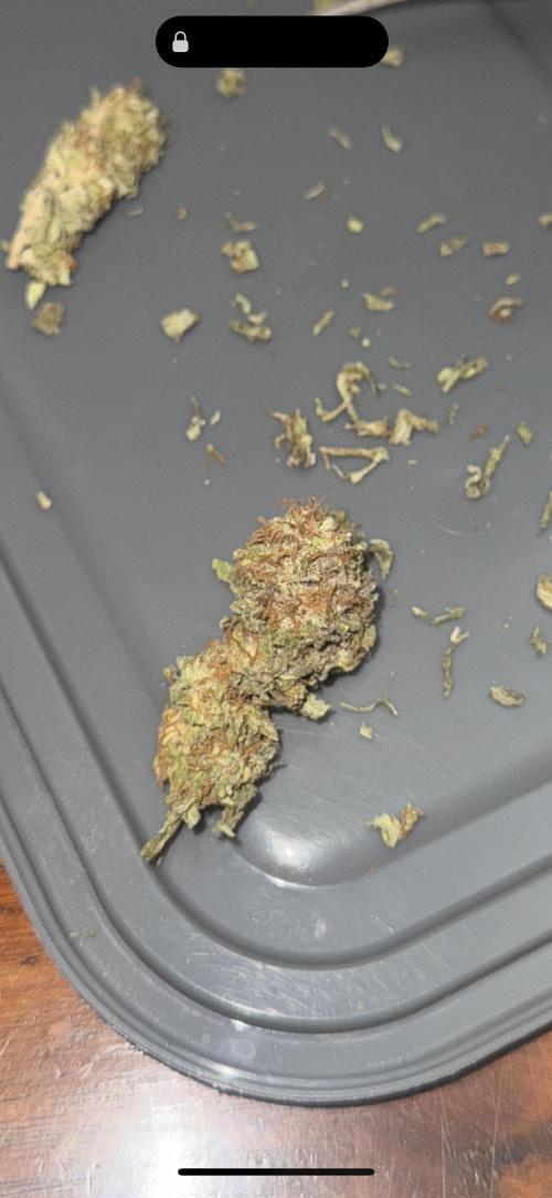 Amnesia Pro. Week 22