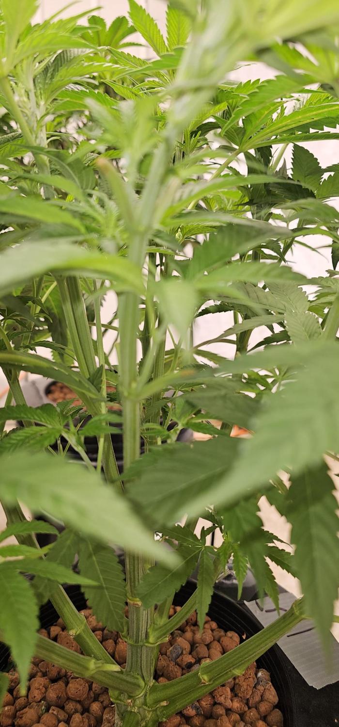 Humboldt's "All Gas OG". Week 4