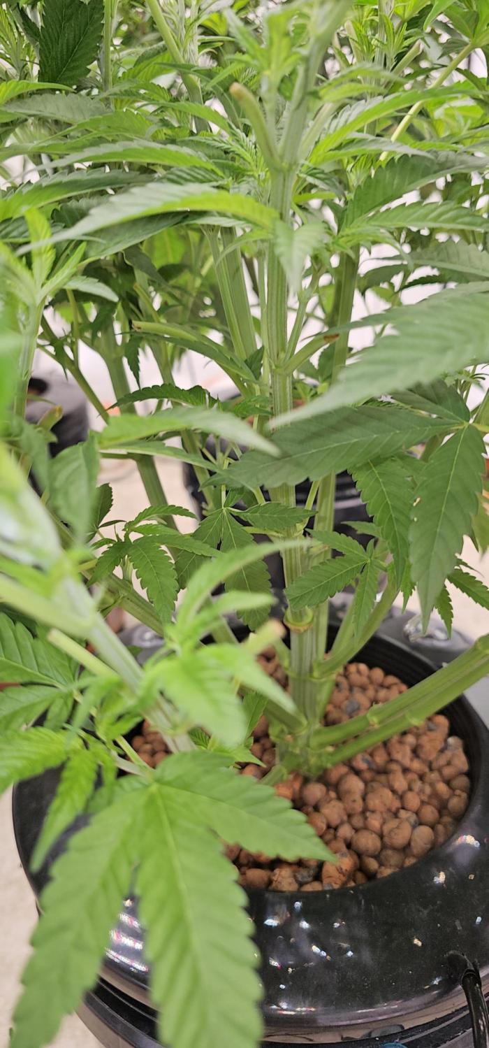 Humboldt's "All Gas OG". Week 5 - Cleaned up the center for airflow.