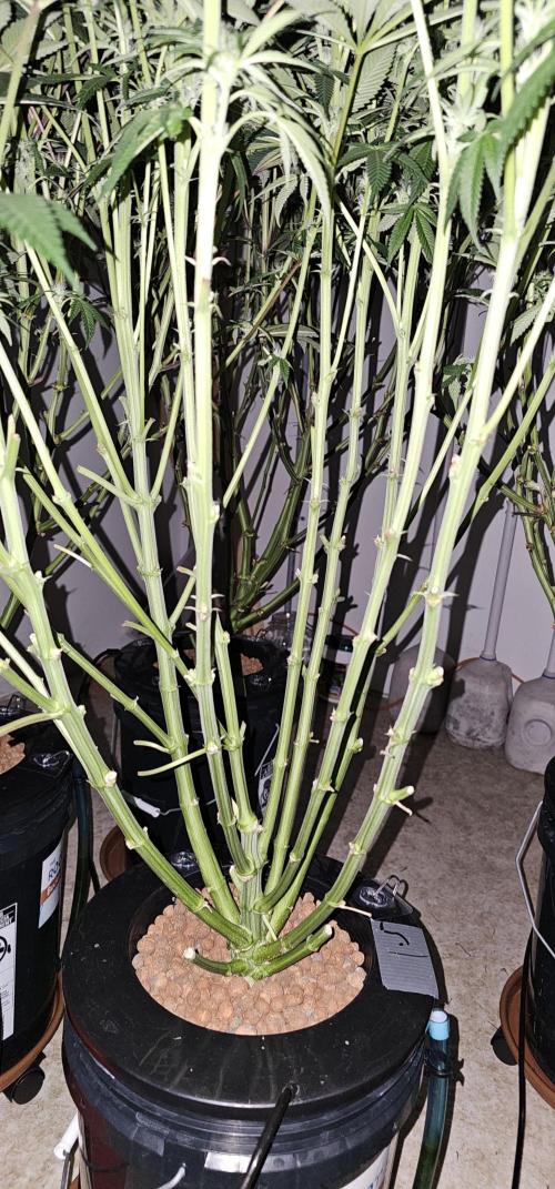 Humboldt's "All Gas OG". Week 6